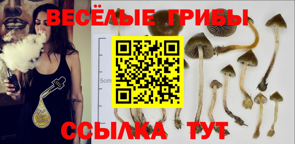 Псилоцибиновые грибы Psilocybe  Вход с VPN  купить наркоту  Заволжье  Галлюциногенные грибы прущие грибы 